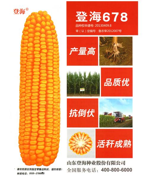 山东登海种业-山东登海种业股份有限公司