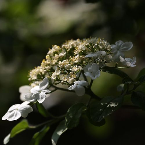 st琼花-ST琼花现在叫什么