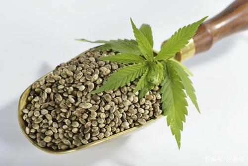 工业大麻-工业大痳是什么