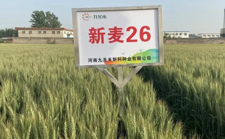 河北敦煌种业-河北敦煌种业有限公司